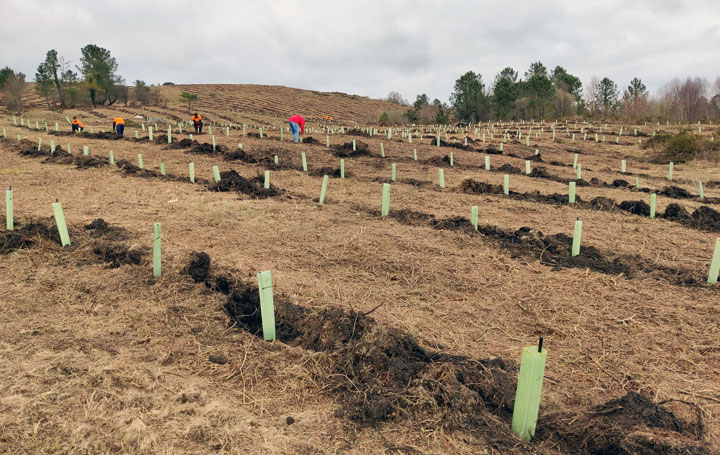 Imagen de uno de los bosques de Galicia donde opera CO2 Revolution.